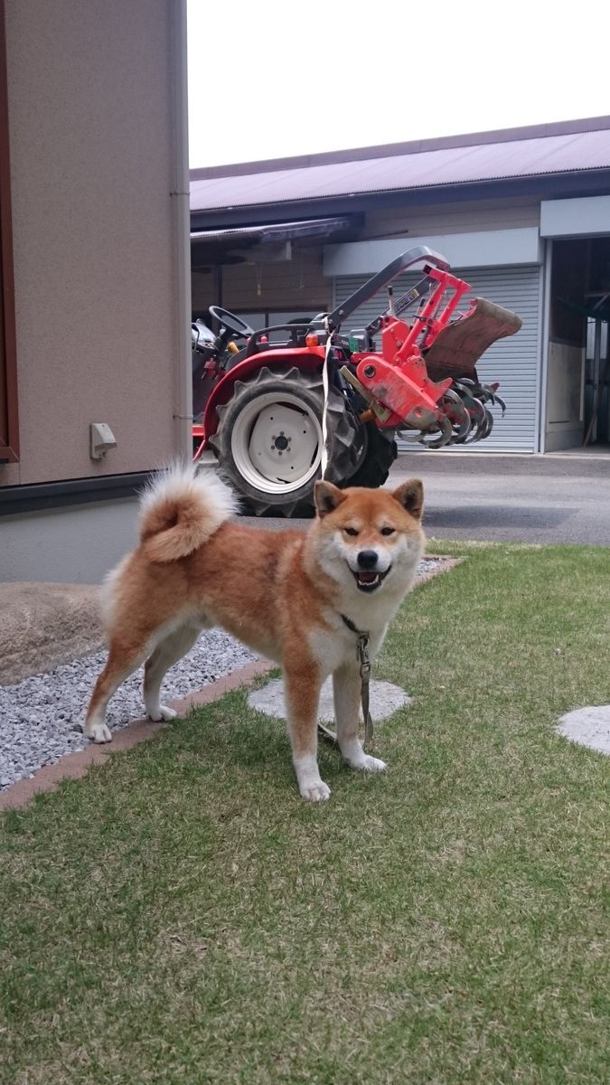 犬とルピナスとケークサクレ