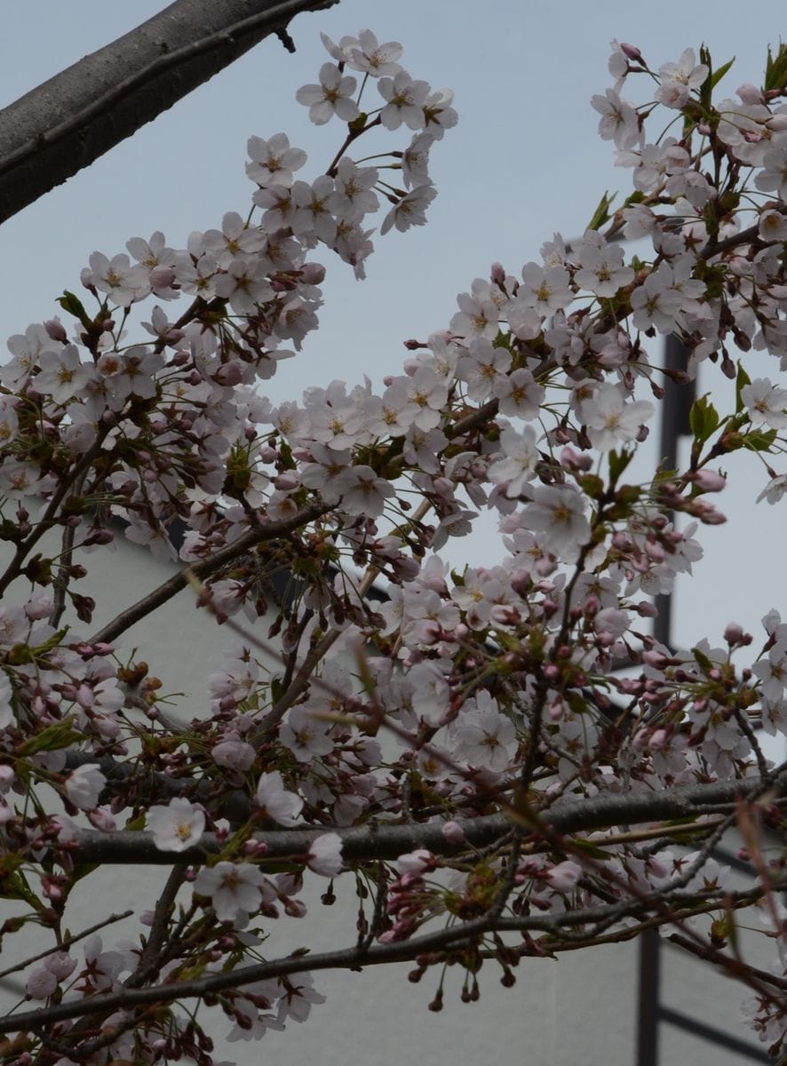 5月５日の庭から・札幌