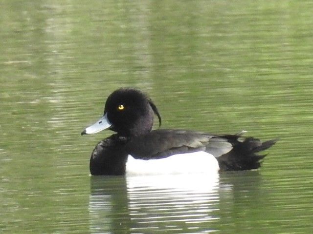 久しぶり？の鳥三昧