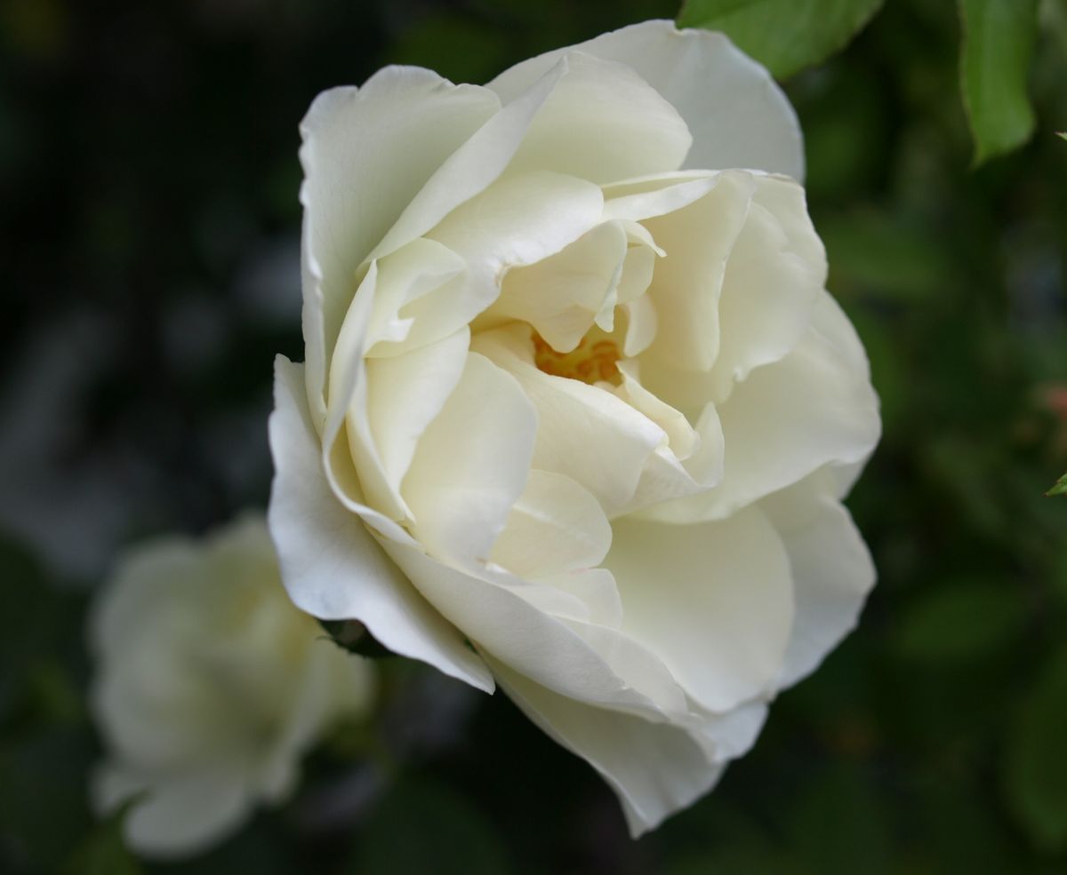 これから咲く白い薔薇