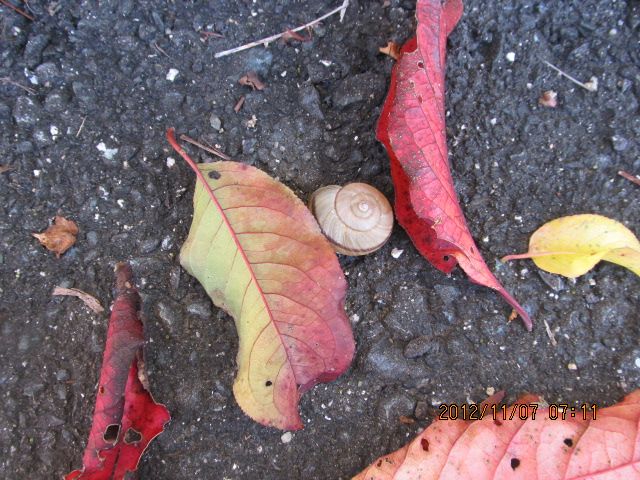 夏の名残り　その１