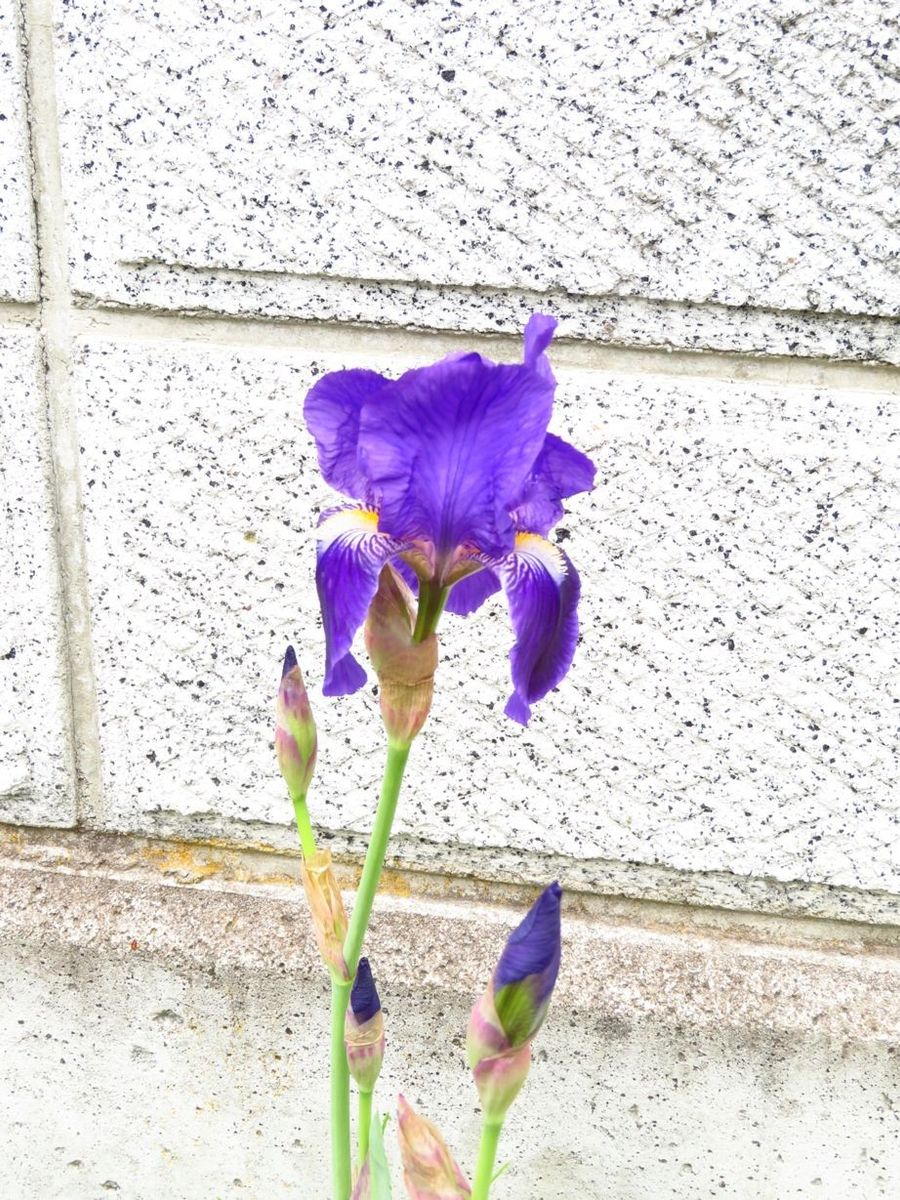 今日の花　(5.9)