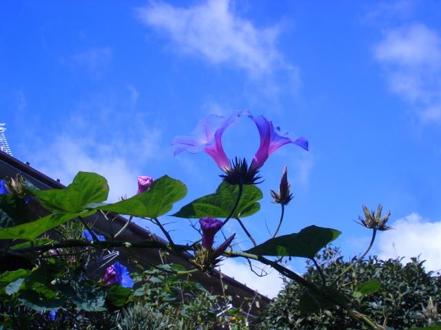 青花咲いてます。サフラン　ノボタン　アサガオ