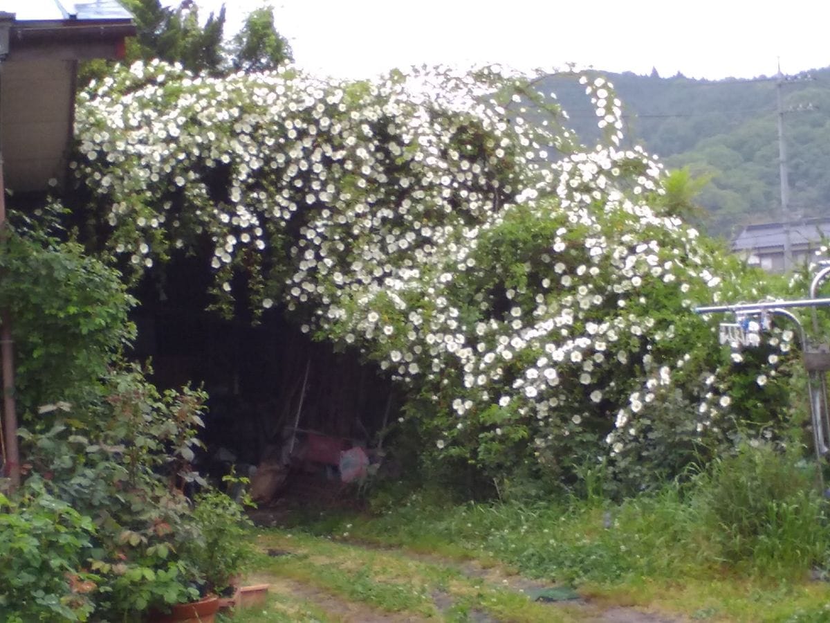 催花雨