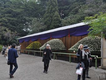 「皇室ゆかりの菊花壇展」がみごろをむかえました