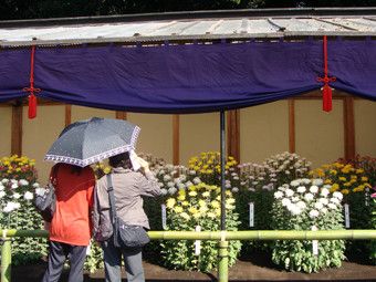 「皇室ゆかりの菊花壇展」がみごろをむかえました