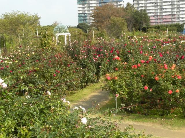 京成バラ園　①