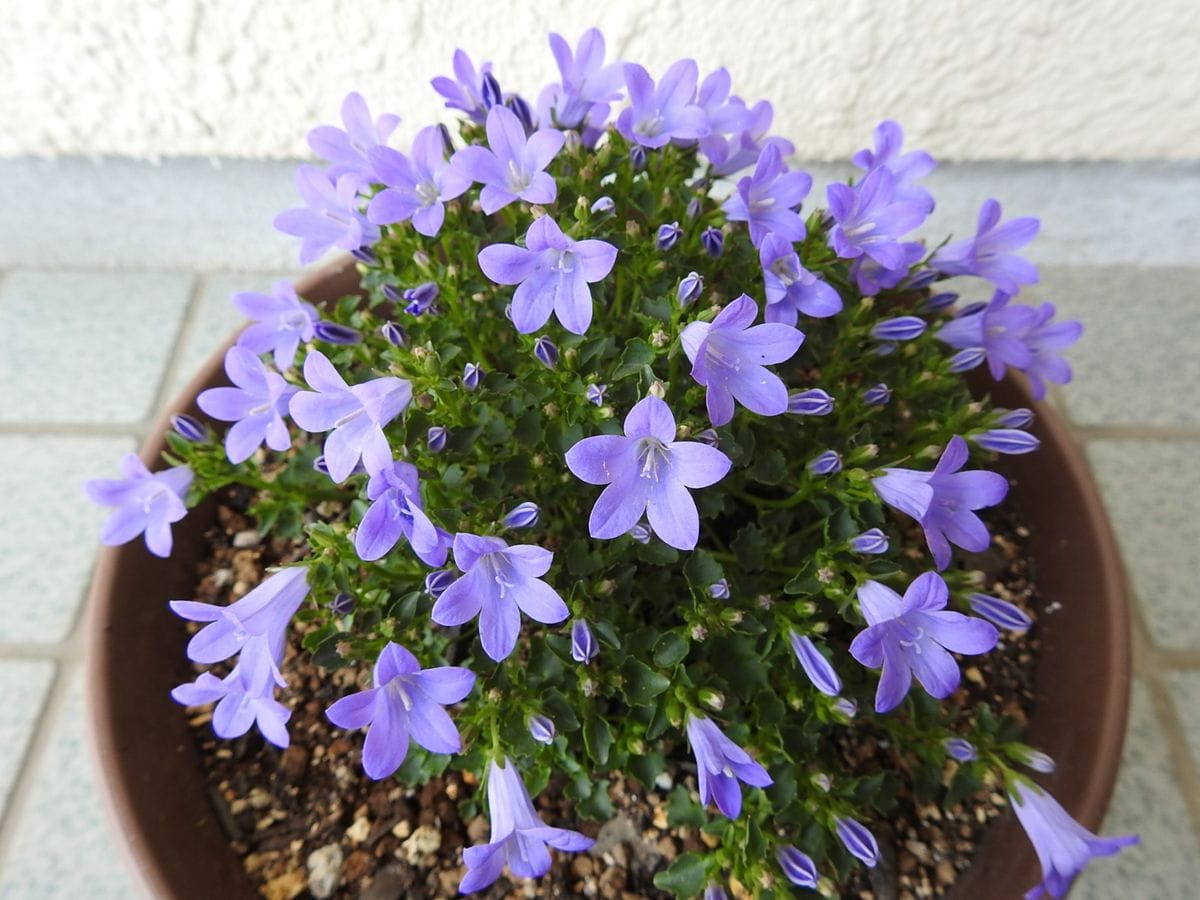 蘇ったベルフラワー ノ 園芸日記byあけマサ みんなの趣味の園芸3806