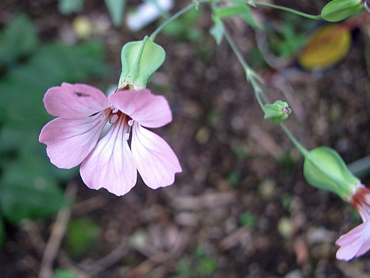 庭の花