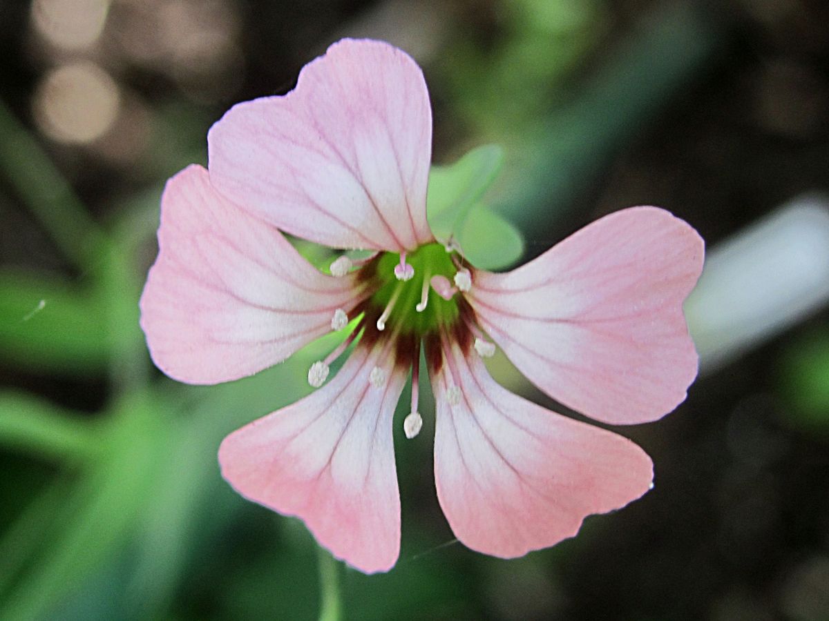 庭の花