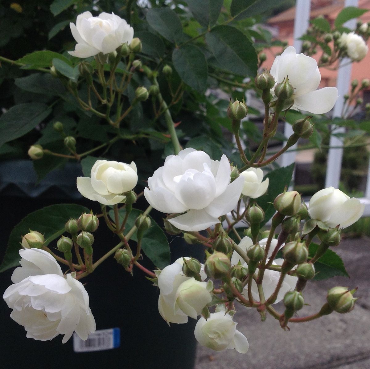 今日のミニ薔薇❣️