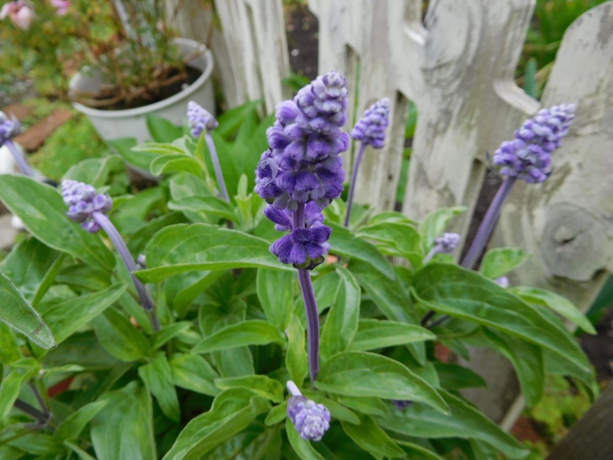 今日の花