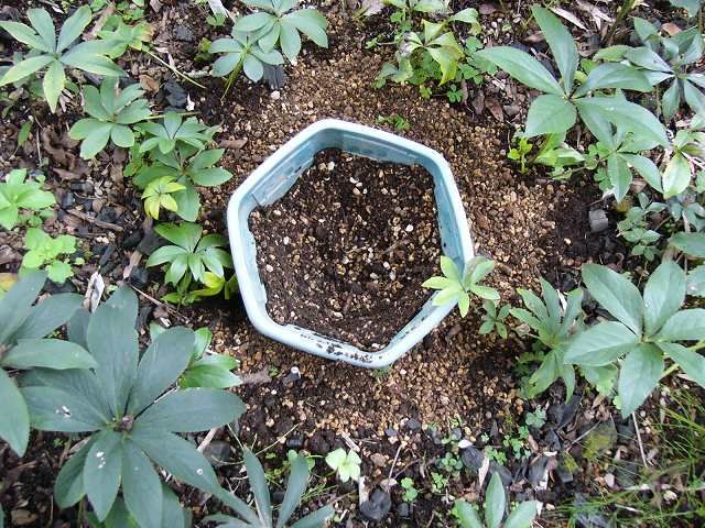 お待ちどう様～チベ地植え編①