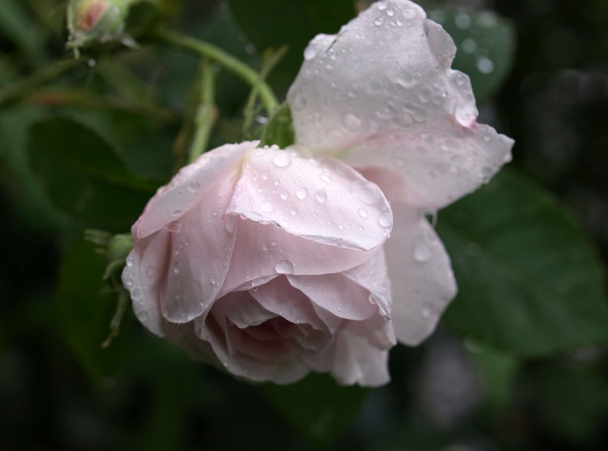 雨がやんでも