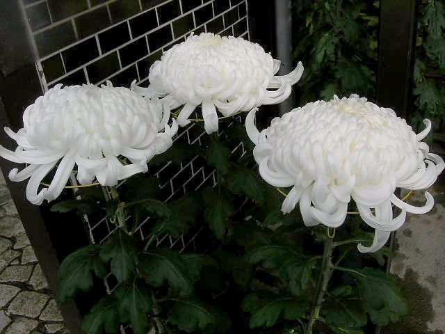 過ぎ去る菊。