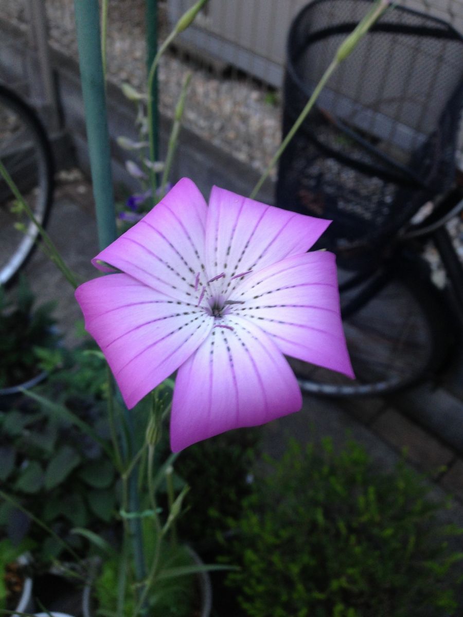 いただいた種からのお花