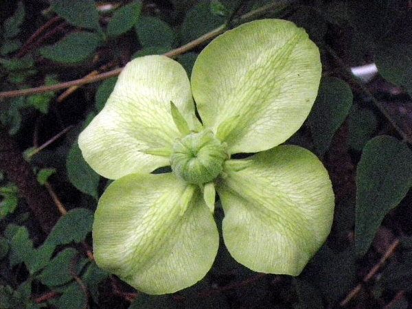 クレマチスの花