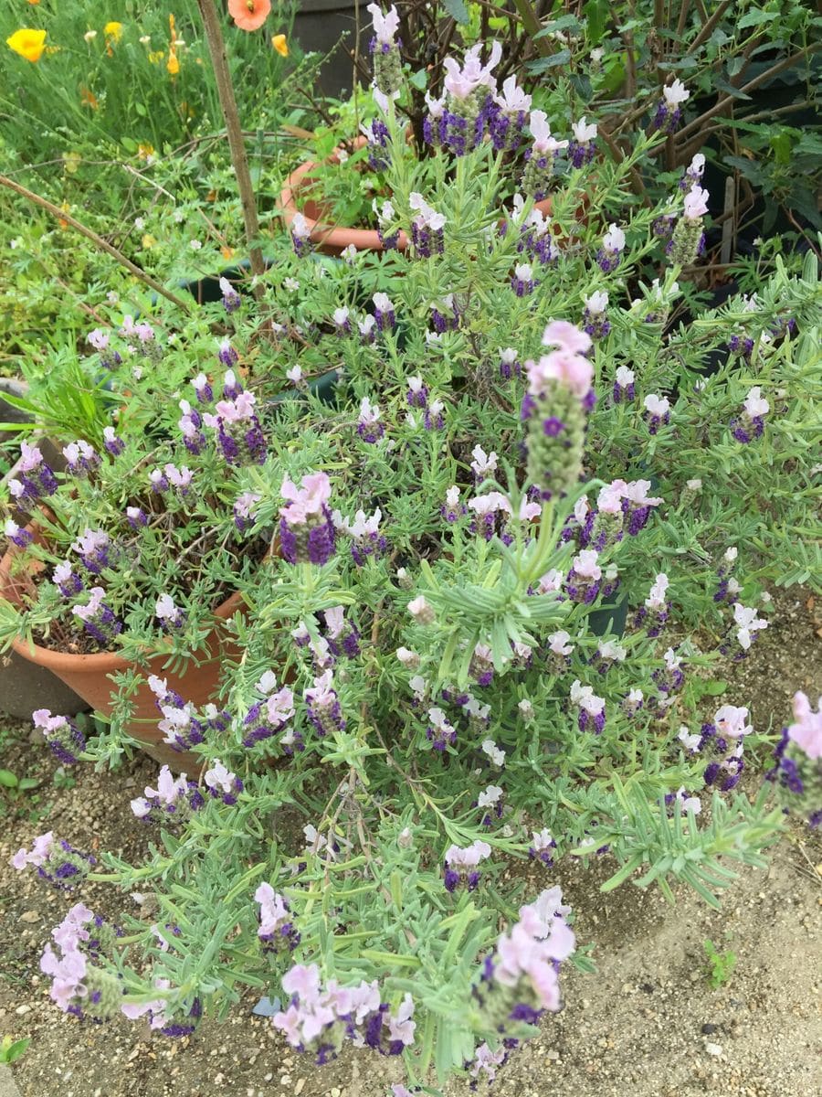 今日の花    ２