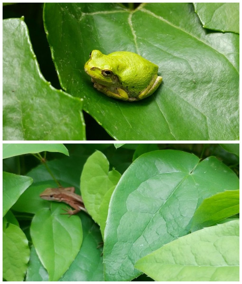 母の日に籠を編んで観葉植物を贈ろう🎁最終日