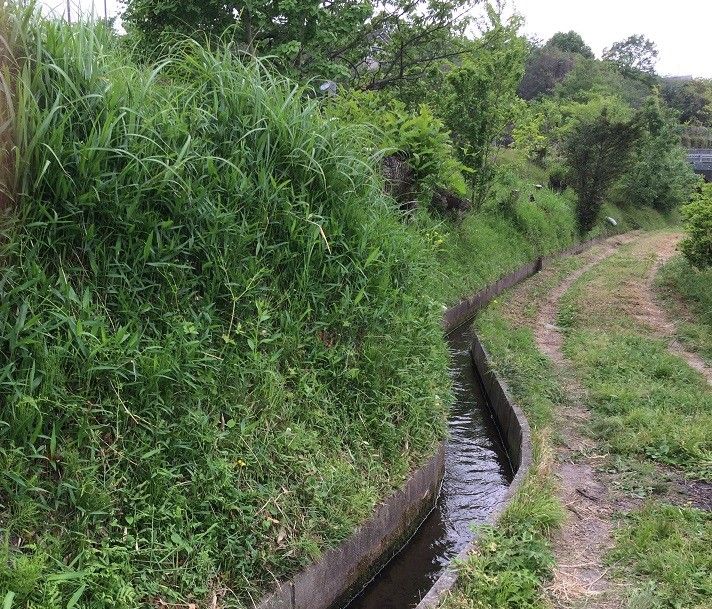 水路の草刈り