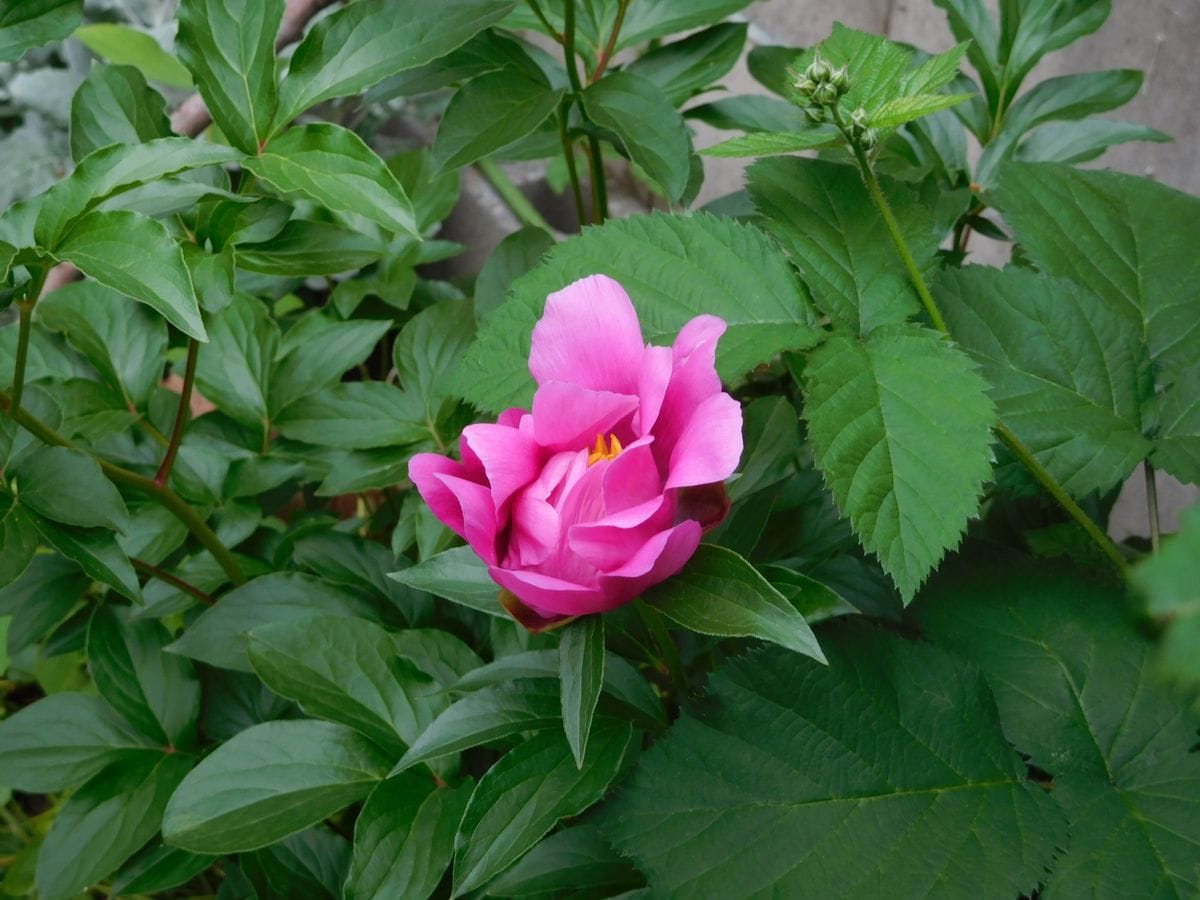 今日の可愛いお花