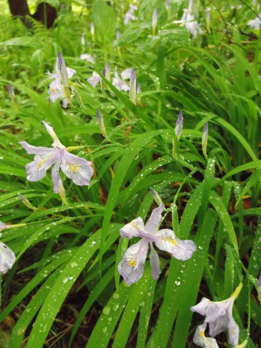 久しぶりの雨ですね