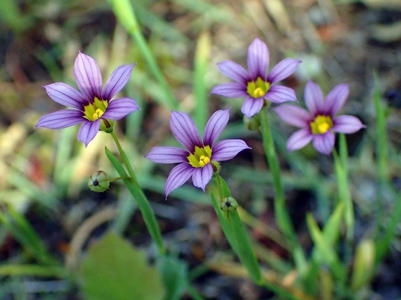 ニワゼキショウの花