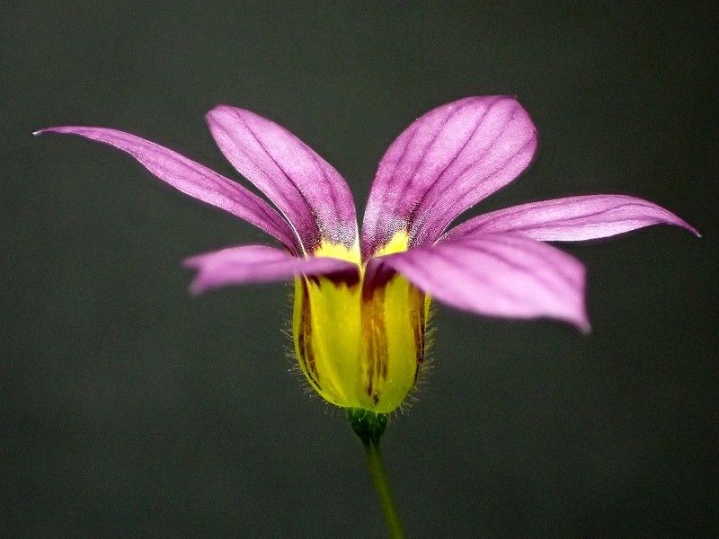 ニワゼキショウの花