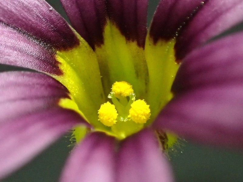 ニワゼキショウの花