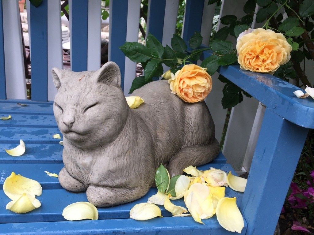 セレブ猫と藤の花？(笑)