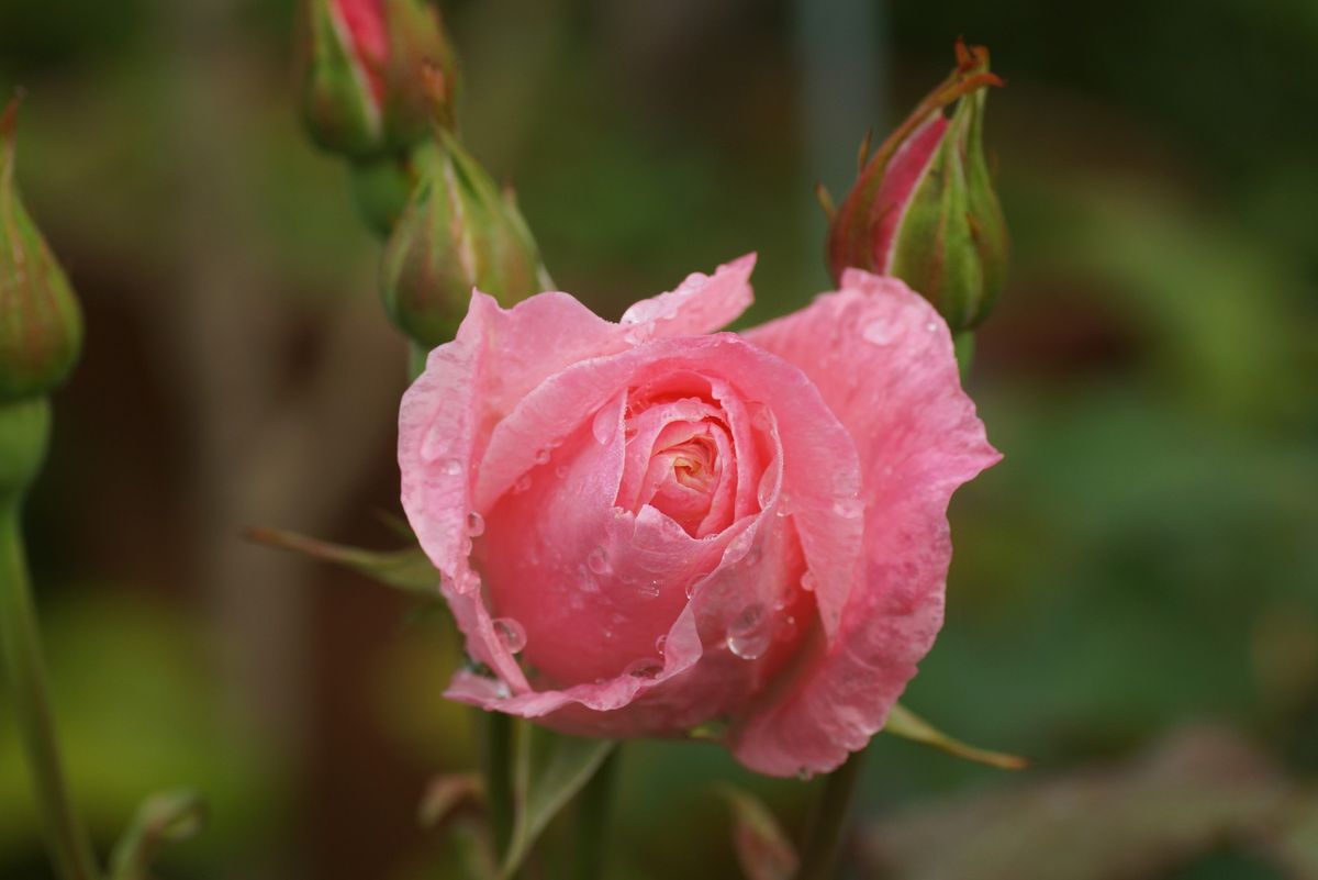 こっとの庭　（薔薇）