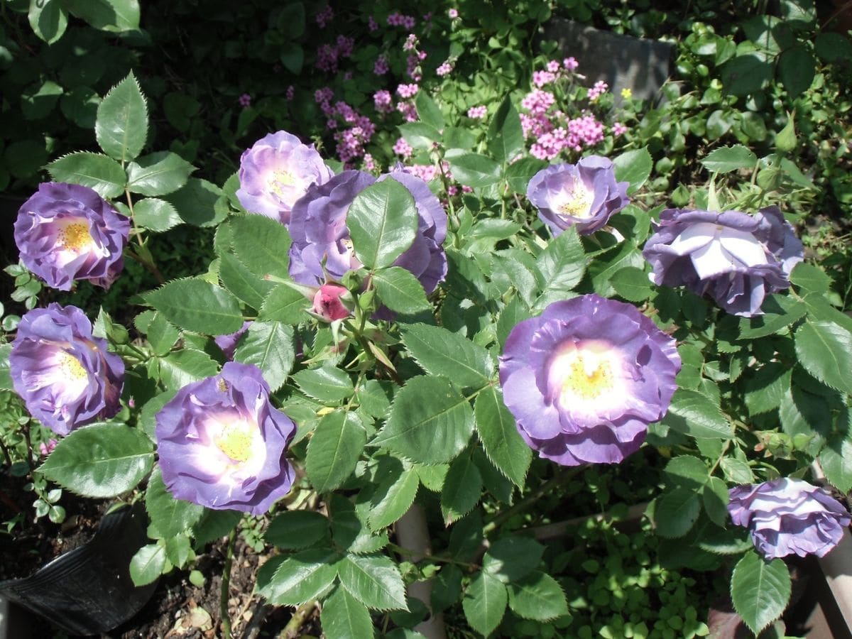 雨にも負けず踏ん張る薔薇