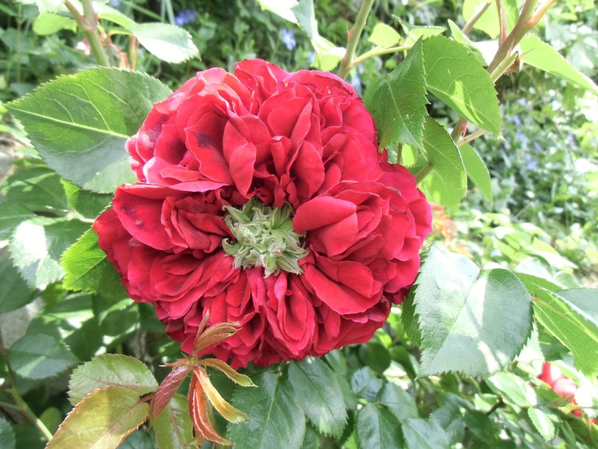 雨にも負けず踏ん張る薔薇