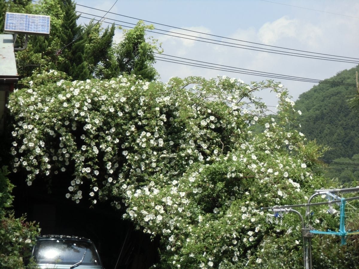 雨にも負けず踏ん張る薔薇