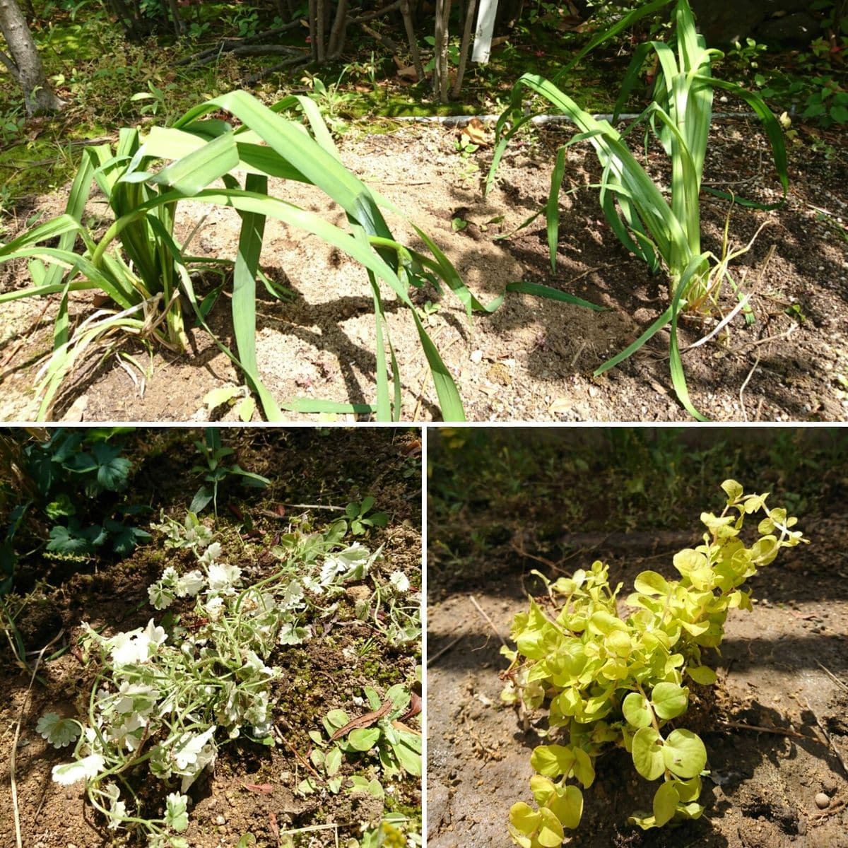 庭が華やかになっていく①