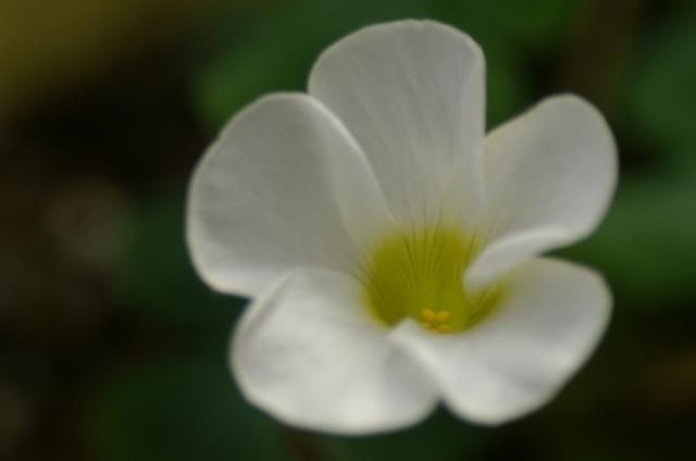 オギザリスの花