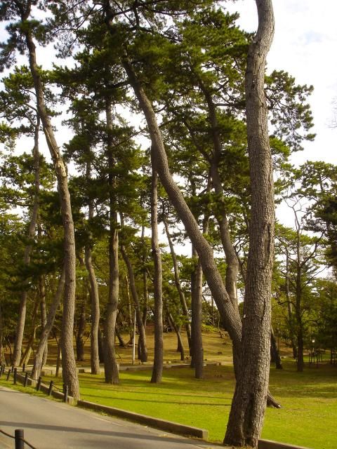 浅間神社に七五三のお参りに行ってきました。