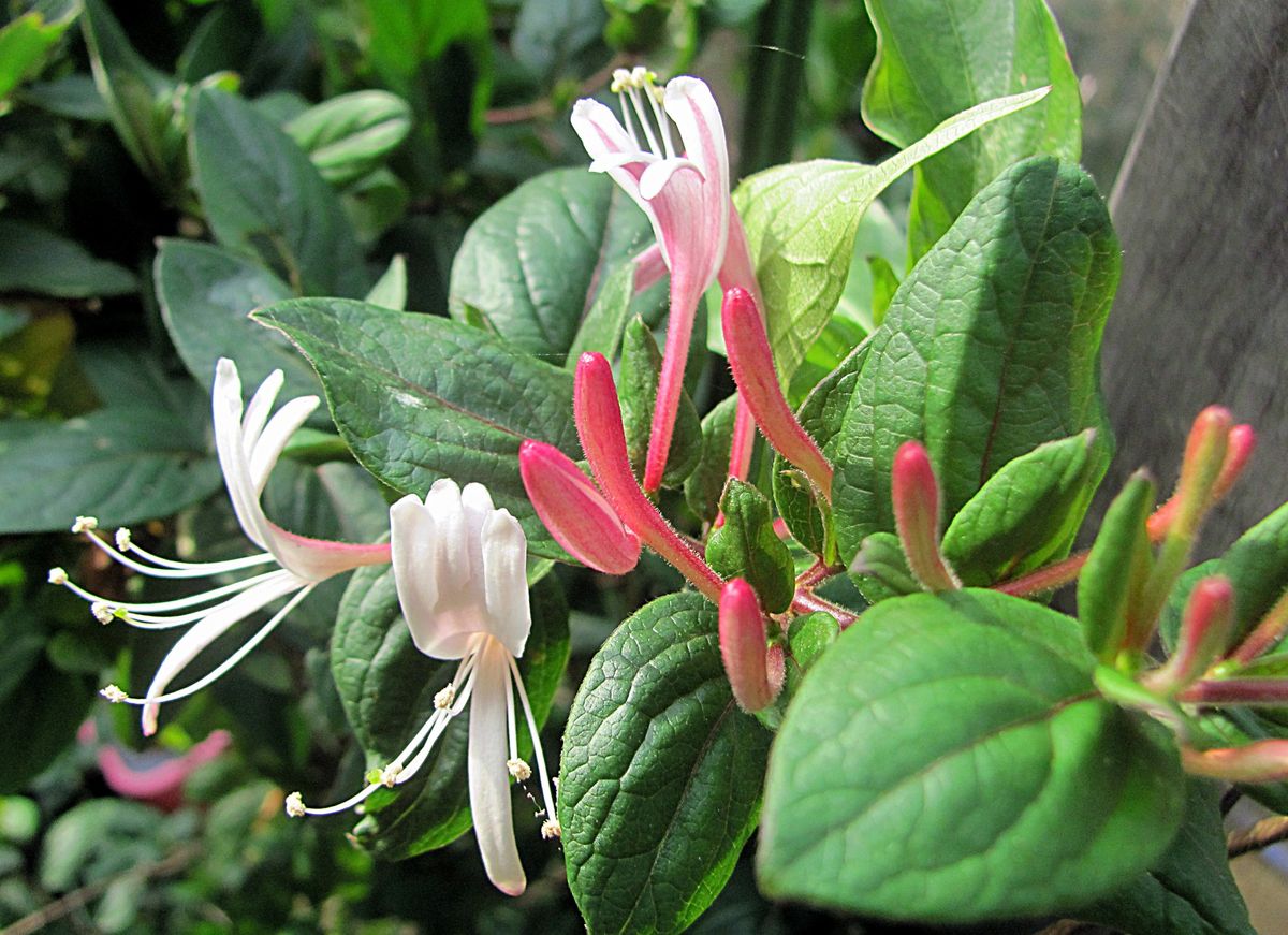 ハニーサックルの花