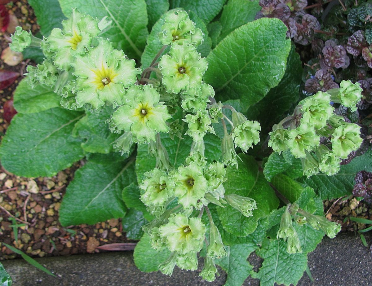 ハニーサックルの花