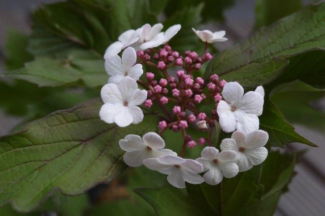 はじめての「日草展」