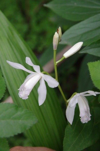 白花発見