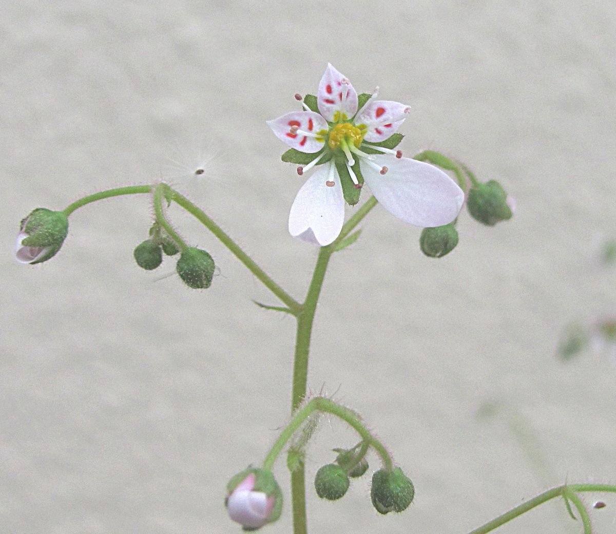 花の咲きはじめ