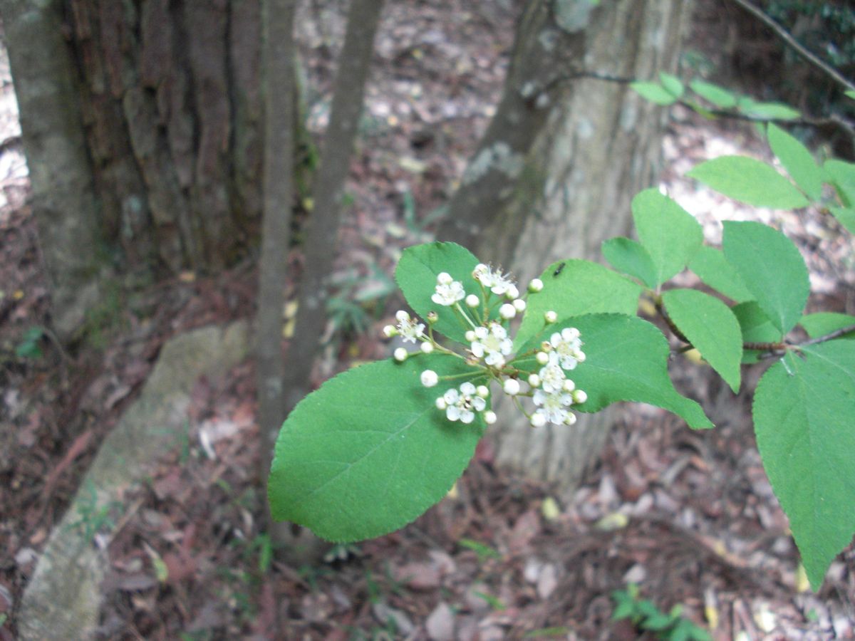 磨崖仏横の木の花？