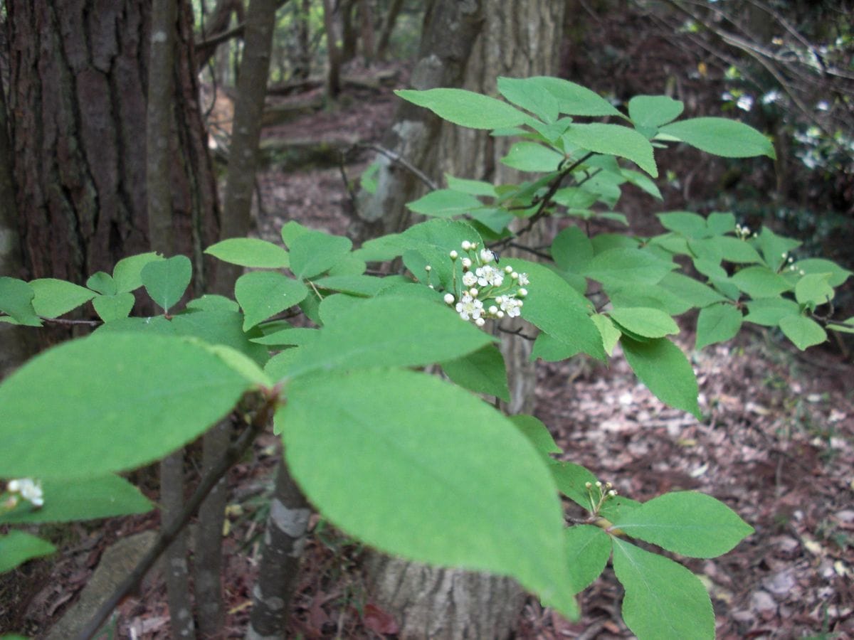 磨崖仏横の木の花？