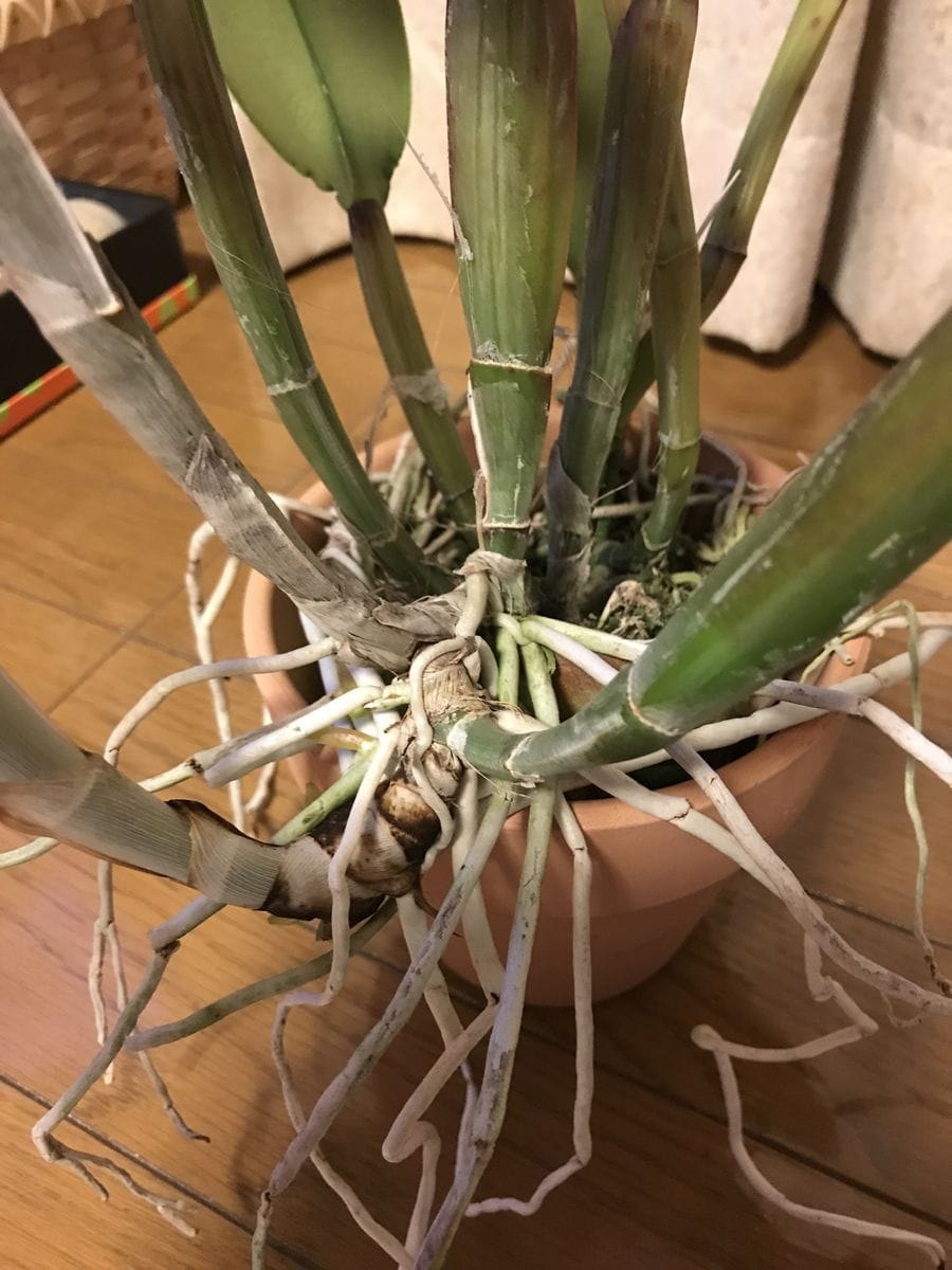 カトレアの植え替え