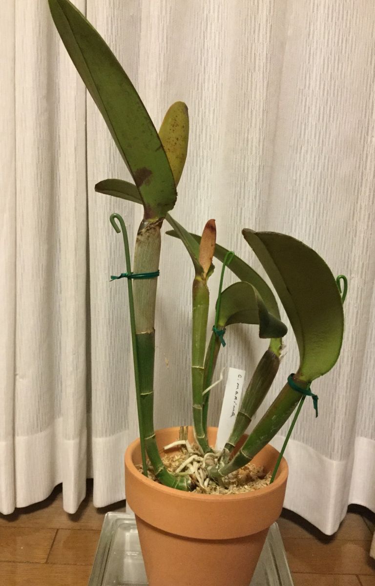 カトレアの植え替え