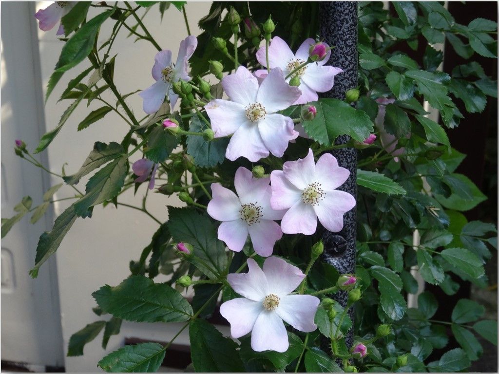 🌹庭先につるバラの花が勢揃い🌹