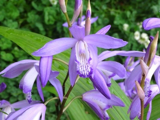 青花シラン・蒼竜系