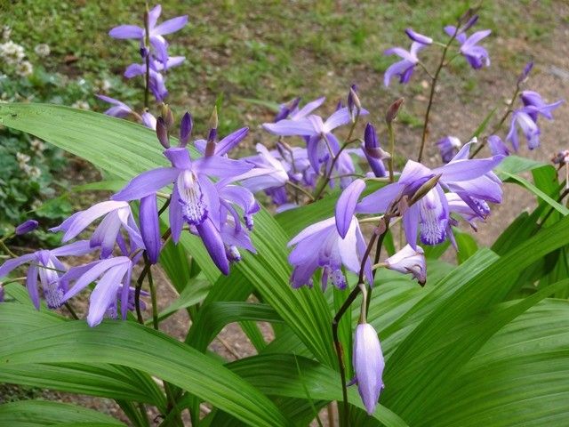 青花シラン・蒼竜系