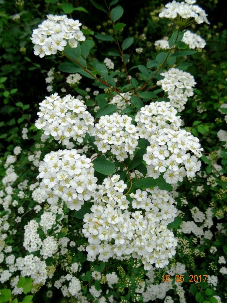 白い花が咲いています[i:150]